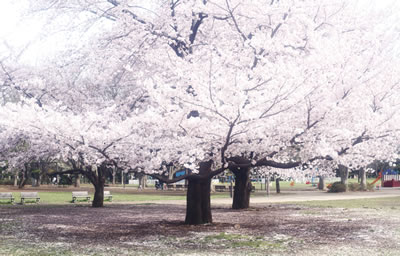「Under cherry blossm trees」